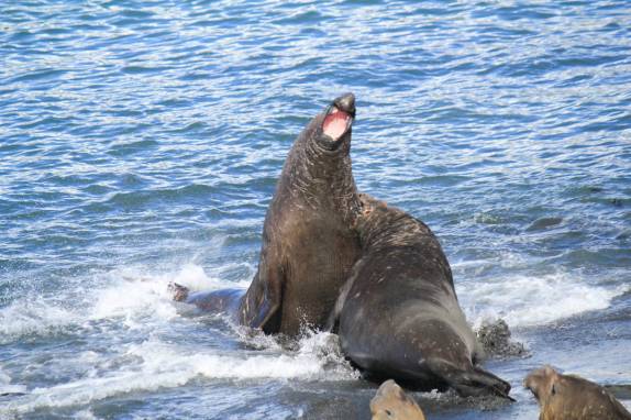 Uma batalha feroz de dois grandes machos de elefante-marinho na praia de Gold Harbour, na Geórgia do Sul